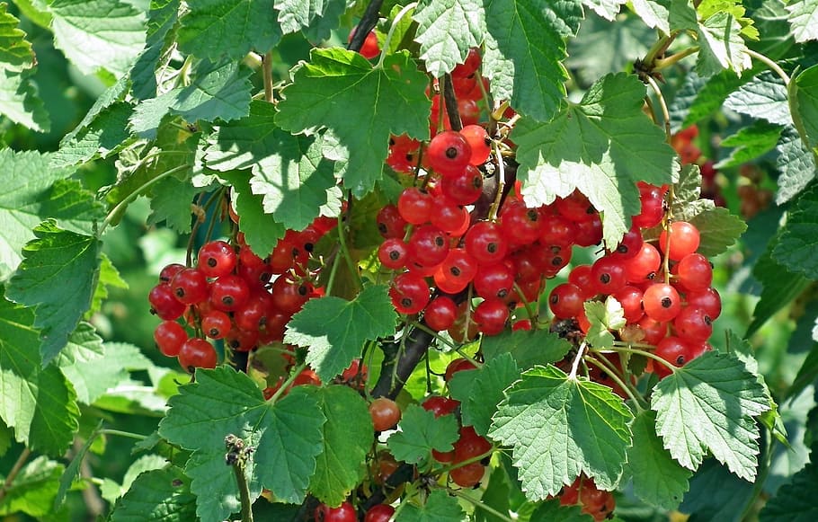 fruit, currant, red, nature, leaf, summer, eating, bush, plant part HD wallpaper
