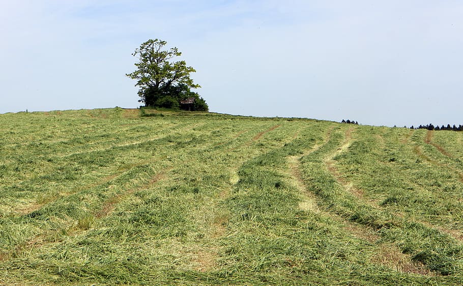 Hill, Meadow, Field, Grass, Nature, wide, sky, landscape, agriculture HD wallpaper