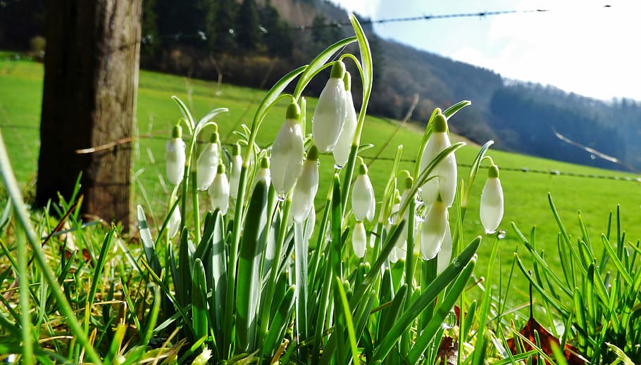 Snowdrops, Nature, Spring, Flowers, green, white flowers, luxembourg HD wallpaper