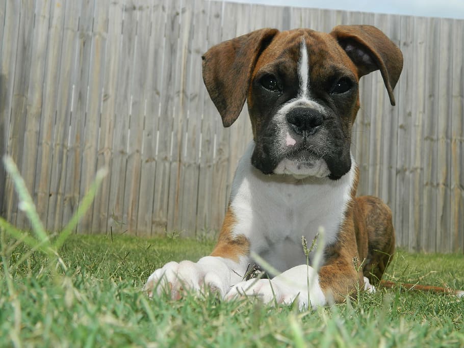 puppy, boxer, dog, pet, animal, cute, breed, boxer dog, canine