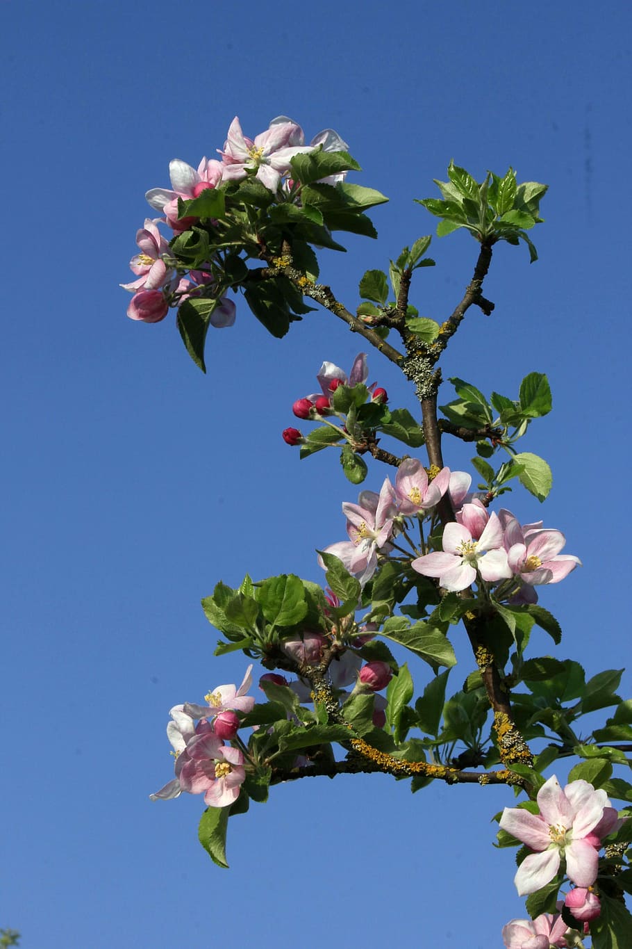 pink flowers, close, branch, plant, nature, spring, season HD wallpaper