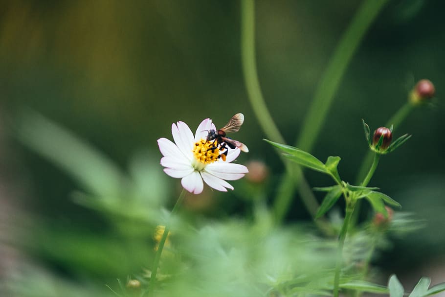 feed, flower, bee, flowering plant, beauty in nature, insect HD wallpaper