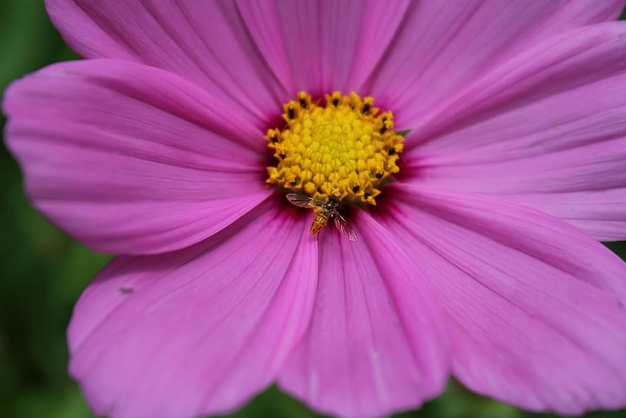 nature, flower, flora, summer, petal, flowering plant, freshness HD wallpaper