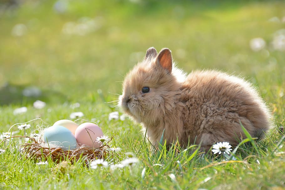 shallow focus photography of brown rabbit, easter, easter bunny, HD wallpaper