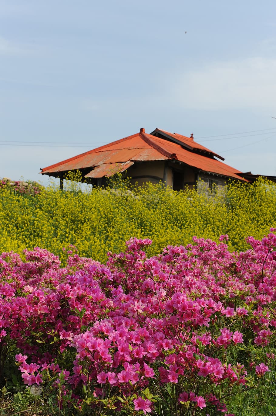 rape flowers, azalea, april, spring, hwasaham, pink flower HD wallpaper