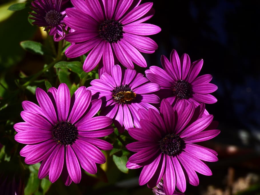 Flower, Bee, Garden, Insect, Spring, violet, animal, floral HD wallpaper