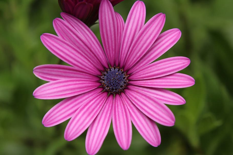 Close-up of Pink Flower Blooming Outdoors, beautiful, blossom HD wallpaper