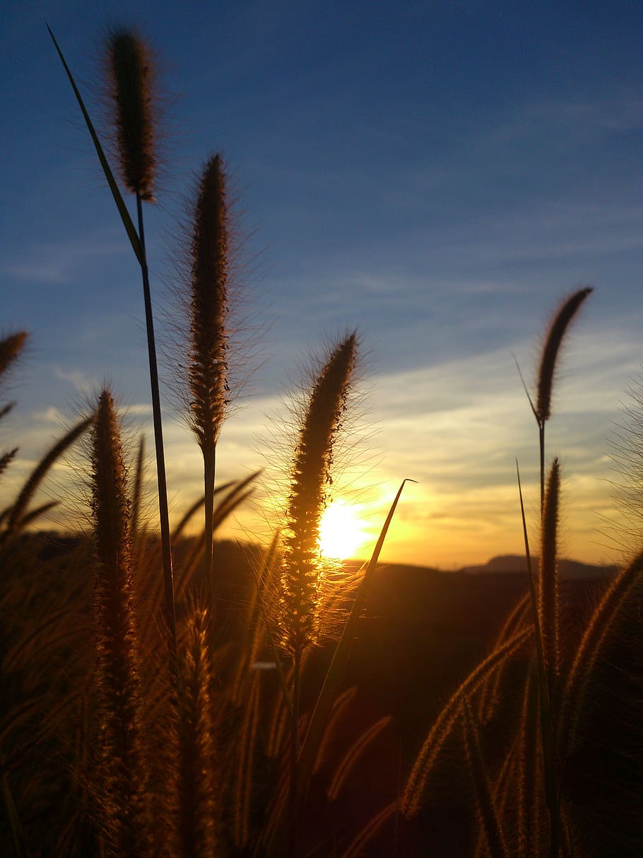 flowering grass, sun, sunset, growth, plant, sky, beauty in nature HD wallpaper