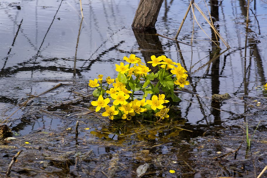 buttercups water, yellow, flowers, plant, closeup, bloom, spring, HD wallpaper