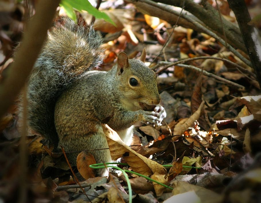 squirrel standing on ground, eating, nuts, acorn, forest, woods HD wallpaper
