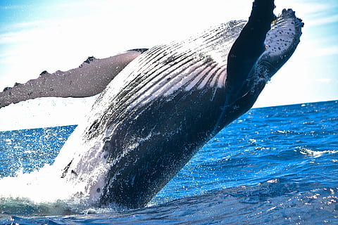 black sperm whale, black whale, blue Whale, jumping, water, photo HD wallpaper