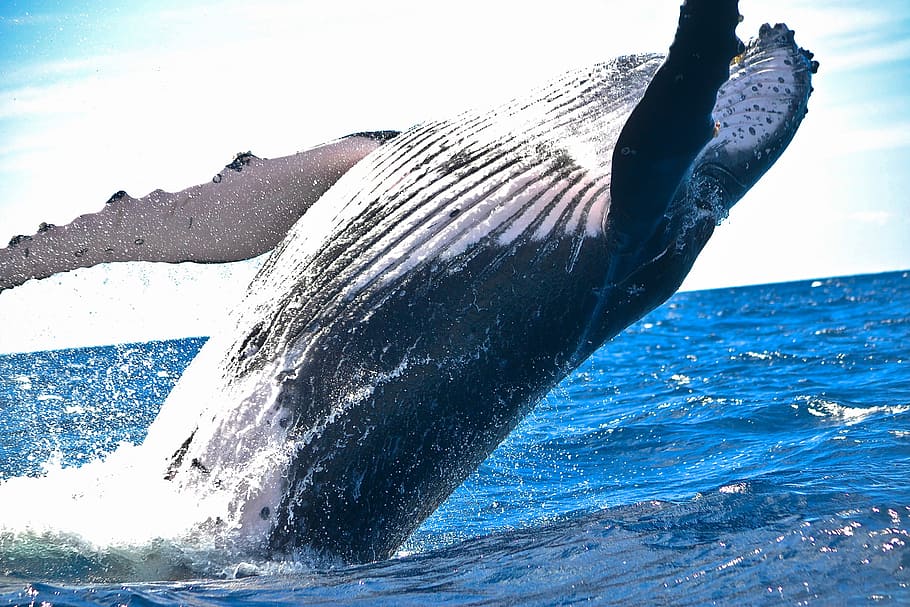 black sperm whale, black whale, blue Whale, jumping, water, photo, HD wallpaper