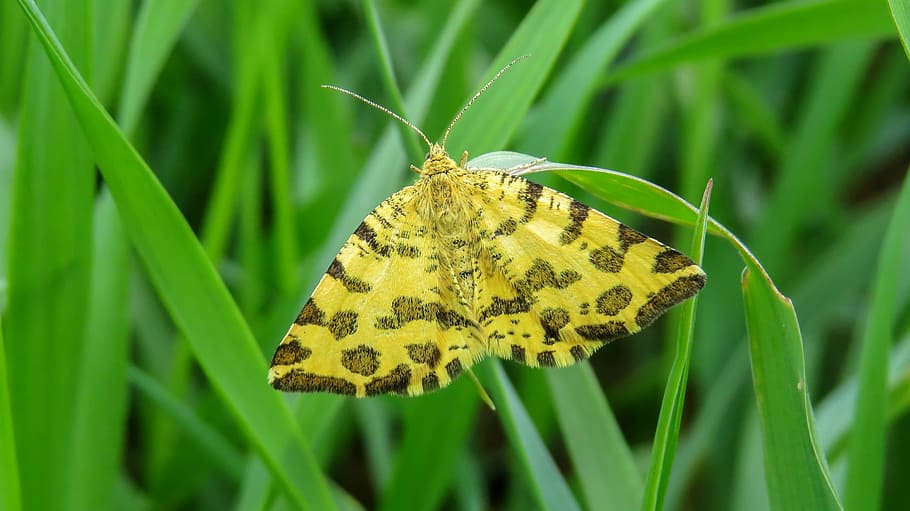 butterfly, macro, nature, insect, animal, arthropod, moving HD wallpaper