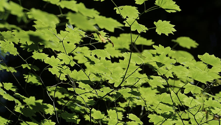 canada, maple, forest, plant part, leaf, green color, growth HD wallpaper