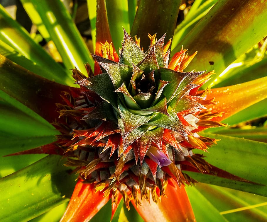 Pineapple, Fruit, Plant, nature, green Color, close-up, leaf HD wallpaper