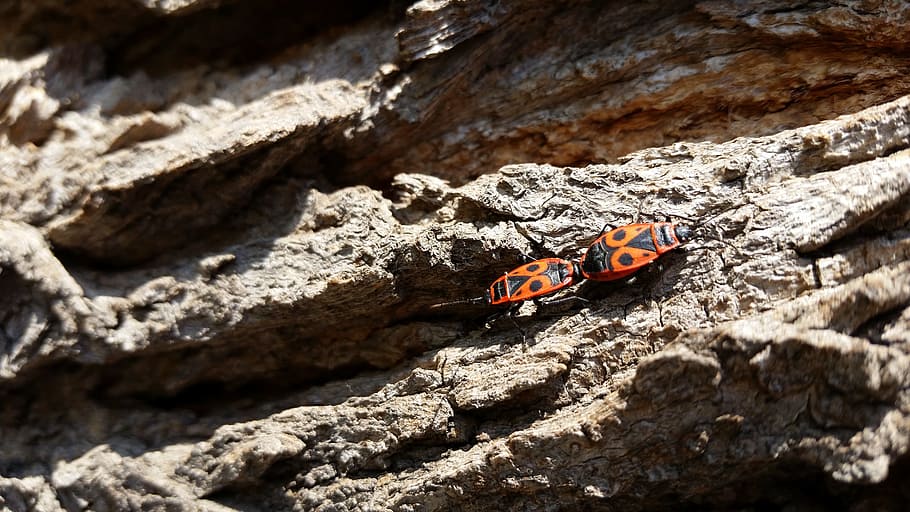 fire bug, insect, sunny, bark, outside, animal, nature, outdoors HD wallpaper