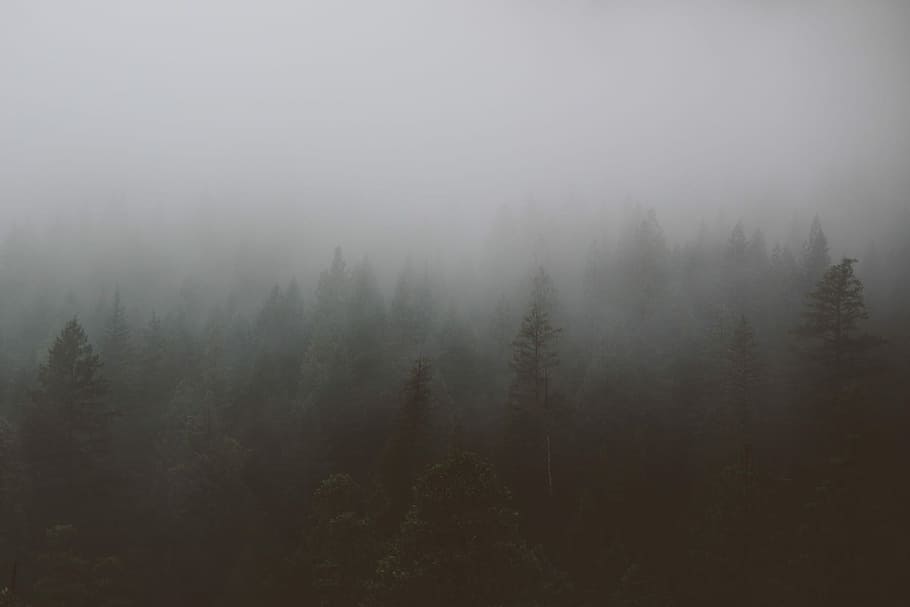 foggy forest during day time, nature, tree, mist, landscape, woodland HD wallpaper