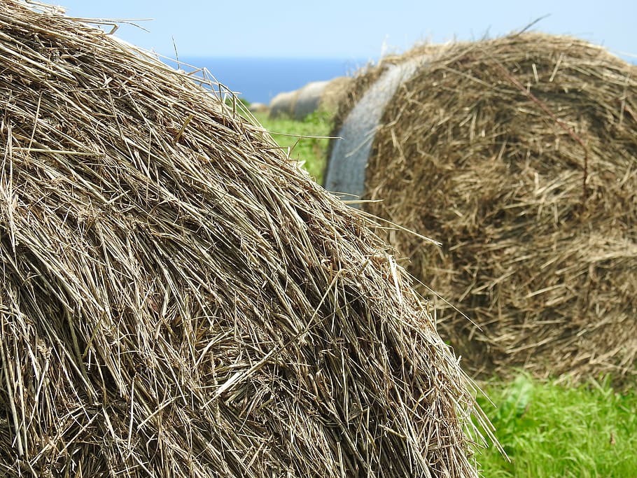 grass, straw, ranch, hay, bale, plant, field, rural scene, landscape HD wallpaper