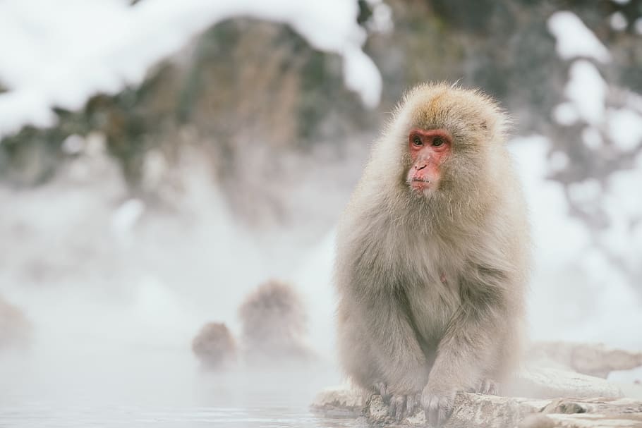 Japanese macaque sitting on rock selective focus photography, monkey sitting on icy srface HD wallpaper