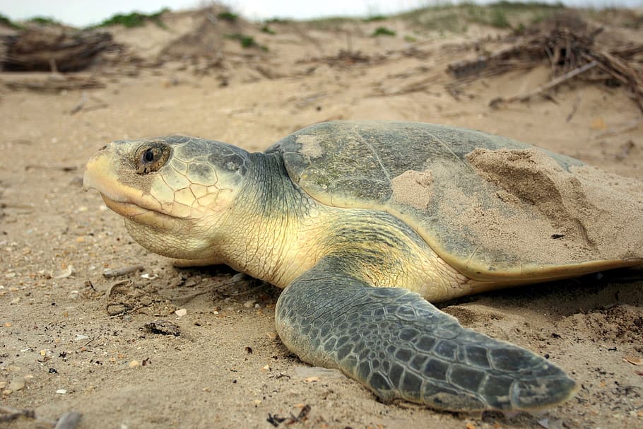 kemp's ridley sea turtle, endangered, wildlife, nature, beach