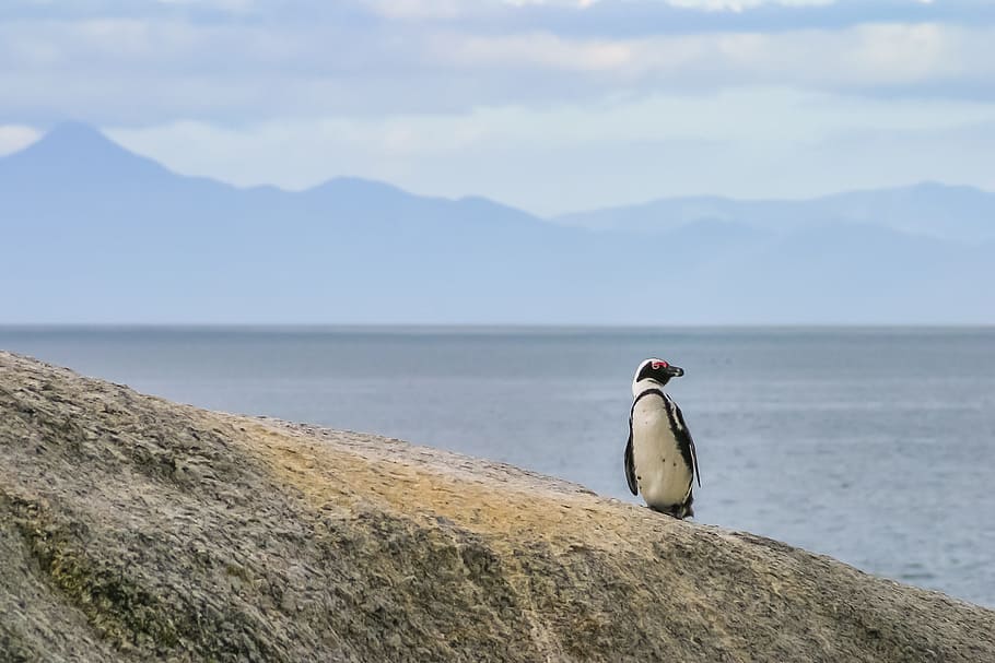 Penguin walking on gray sand during daytime close-up photo, jackass