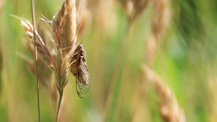 cicada, summer, insect, chirp, plant, cereal plant, agriculture HD wallpaper