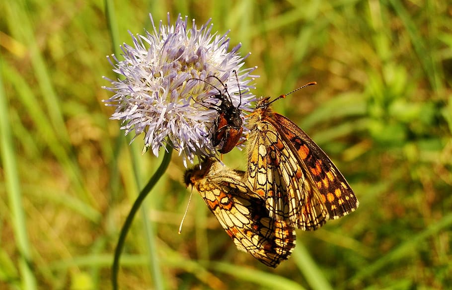 nature, insect, butterfly day, lawn, at the court of, animals HD wallpaper