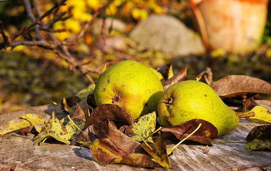 pears, harvest, fruit, autumn, fruits, ripe, agriculture, food HD wallpaper