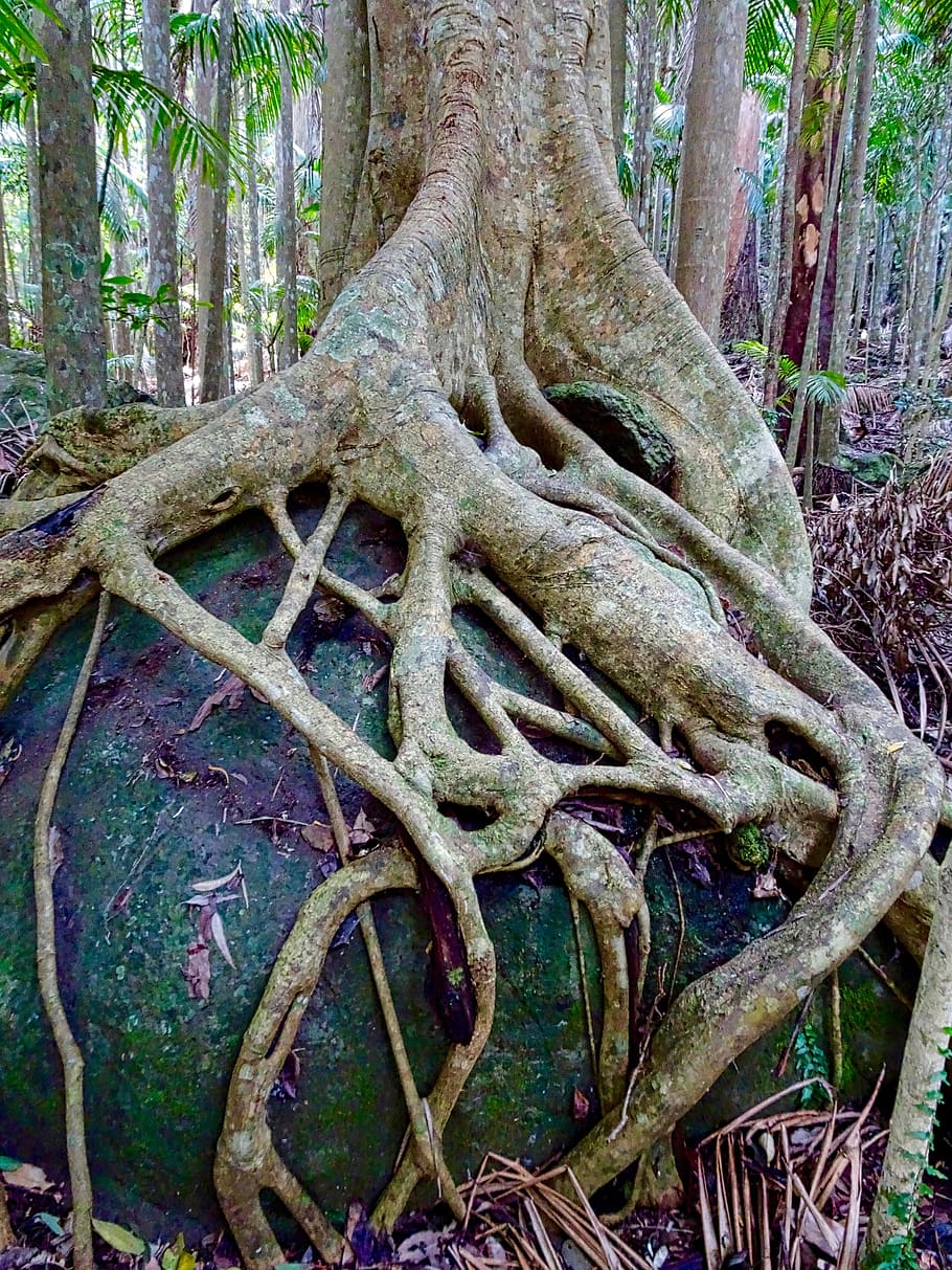 strangler fig, rook, trunk, roots, tree, buttress, tropical, HD wallpaper