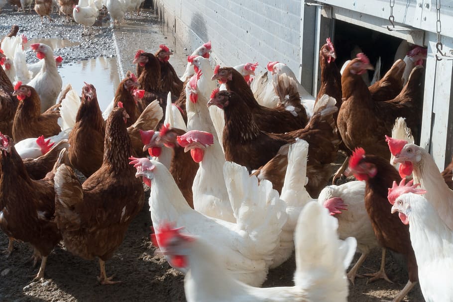 chicken, hen, factory farming, running, gehege, brown, white, HD wallpaper