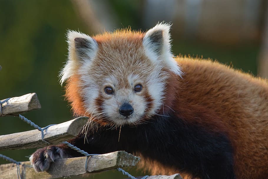 long-coated brown animal, red panda, looking, face, outdoors, HD wallpaper