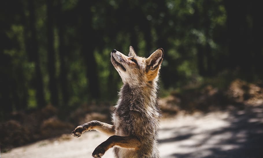 brown fox standing near woods during daytime, Fox eyes, beg, fur HD wallpaper
