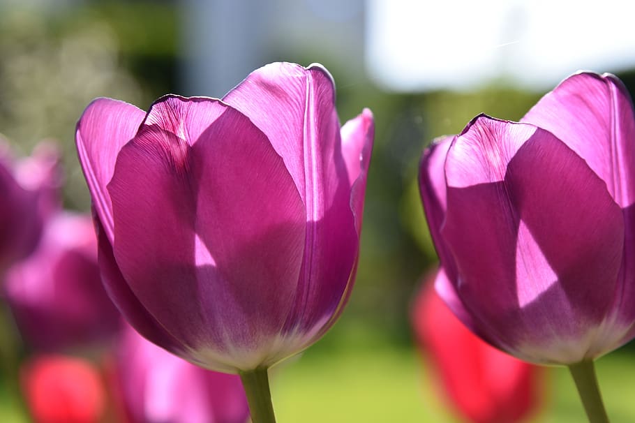 tulips, violet, spring, flowers, sunlight, flowering plant HD wallpaper