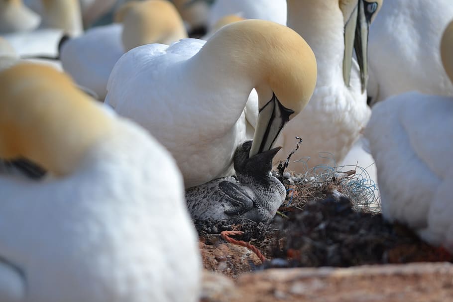 northern gannet, chicks, breed, hatching, bird, helgoland, water bird
