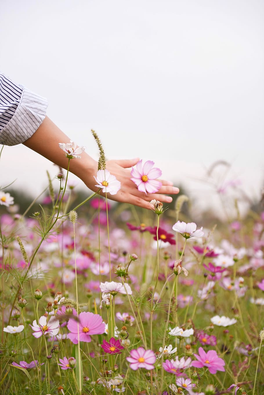 woman holding pink petaled flower, pink petaled flowerbed, arm HD wallpaper