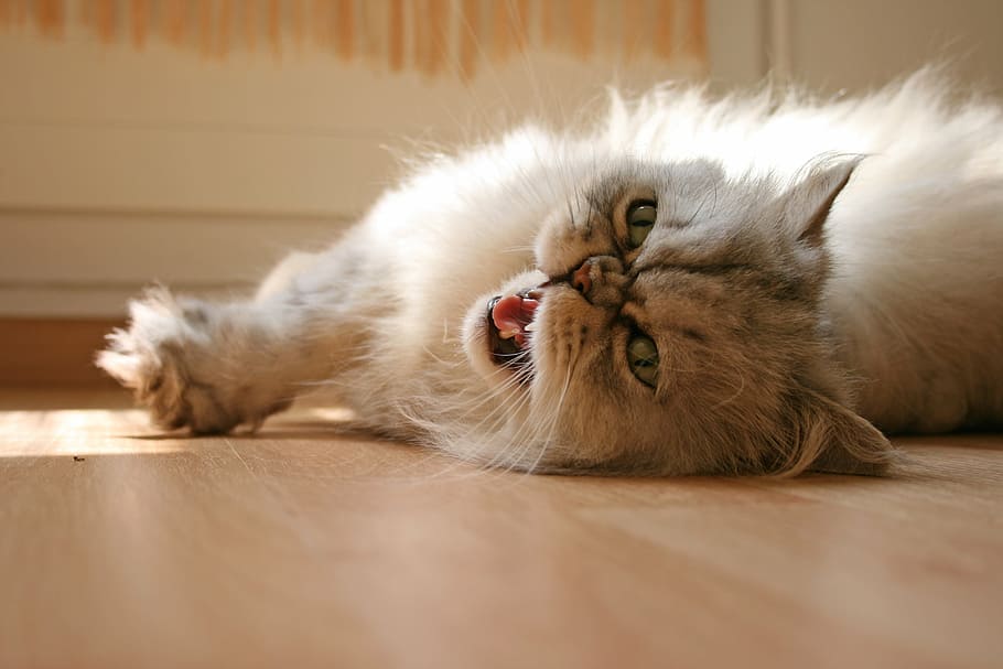 white cat lying on floor, domestic cat, chill out, relax, cat's eyes, HD wallpaper