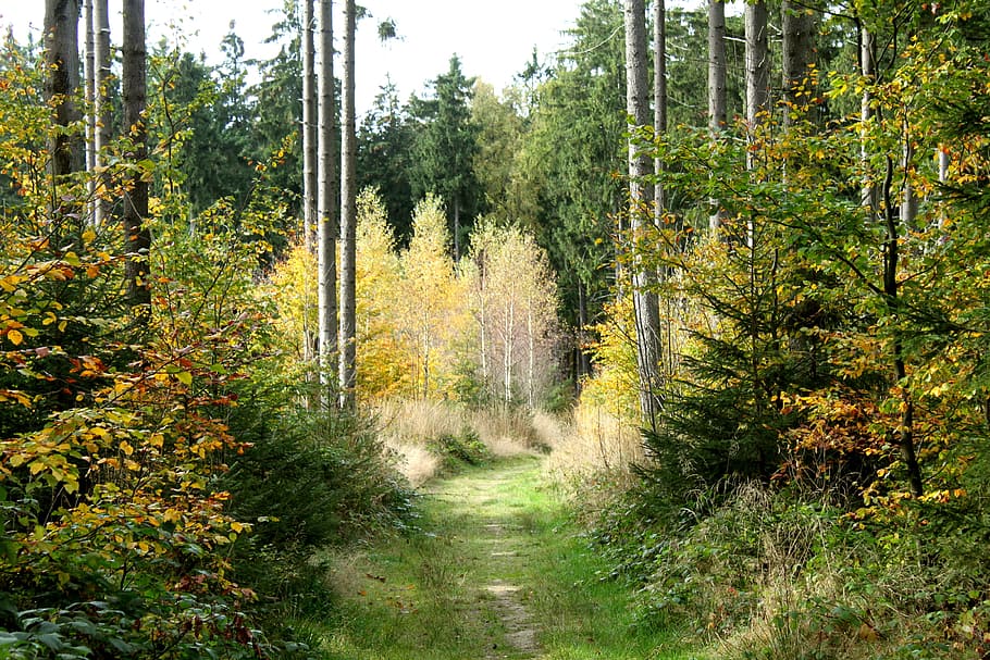 Forest, Path, Trees, Away, Sunny, forest path, nature, outdoors HD wallpaper