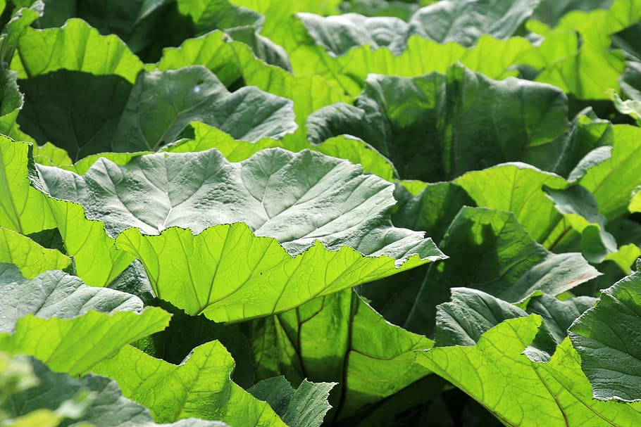 park, green, leaves, large, large leaves, leaf, nature, close HD wallpaper