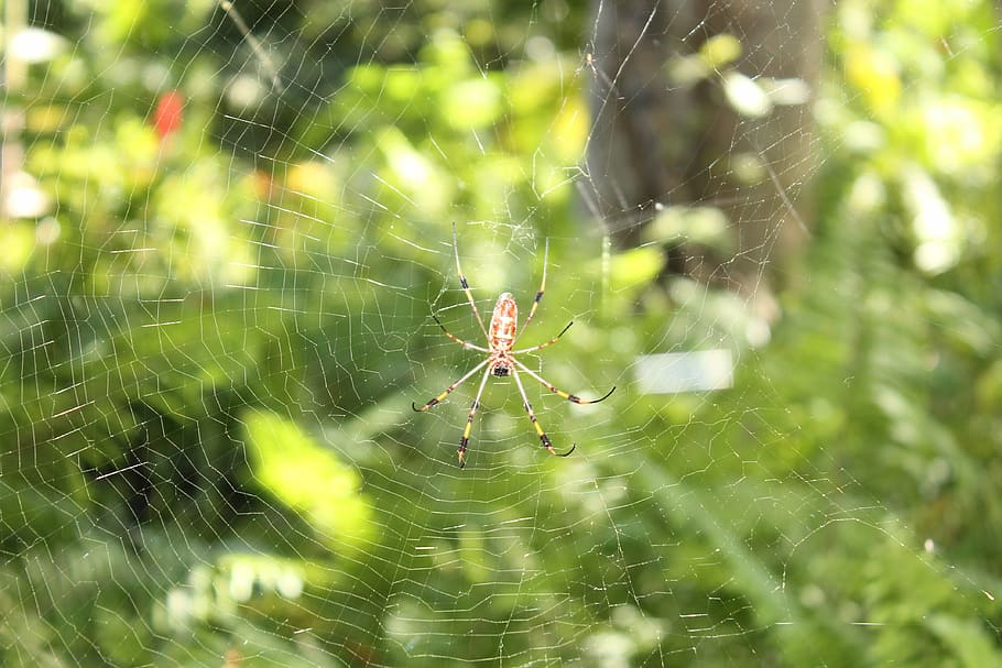 spider, insect, nature, isolated, bug, danger, web, wildlife HD wallpaper