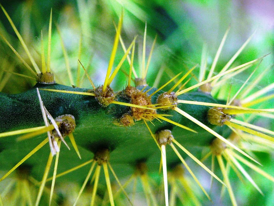 Cactus, Thorn, Green, Yellow, centong, plants, nature, green color HD wallpaper