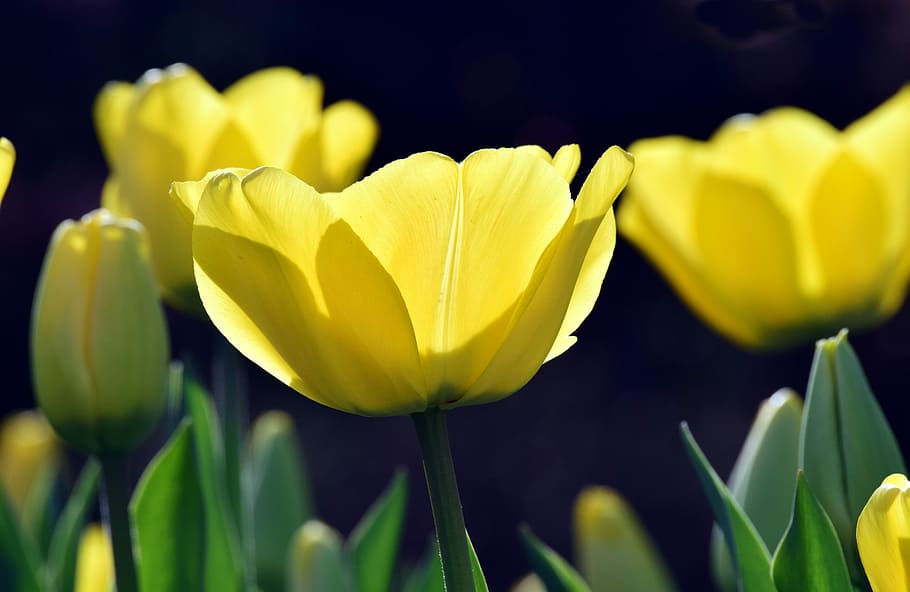 bright, back light, yellow, tulips, close, nature, plant, flower HD wallpaper