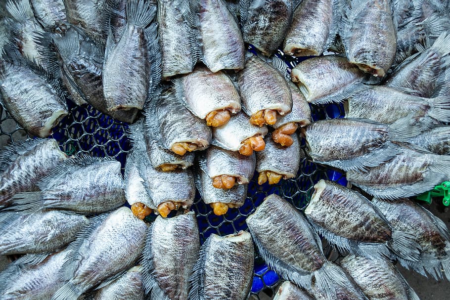 background, skin, nature, fish, pectoralis, trichogaster, food HD wallpaper