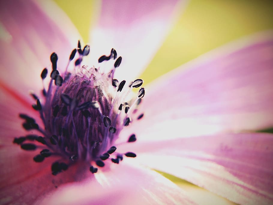 Flower, Nature, Spring, Violet, plant, pink Color, macro, petal HD wallpaper