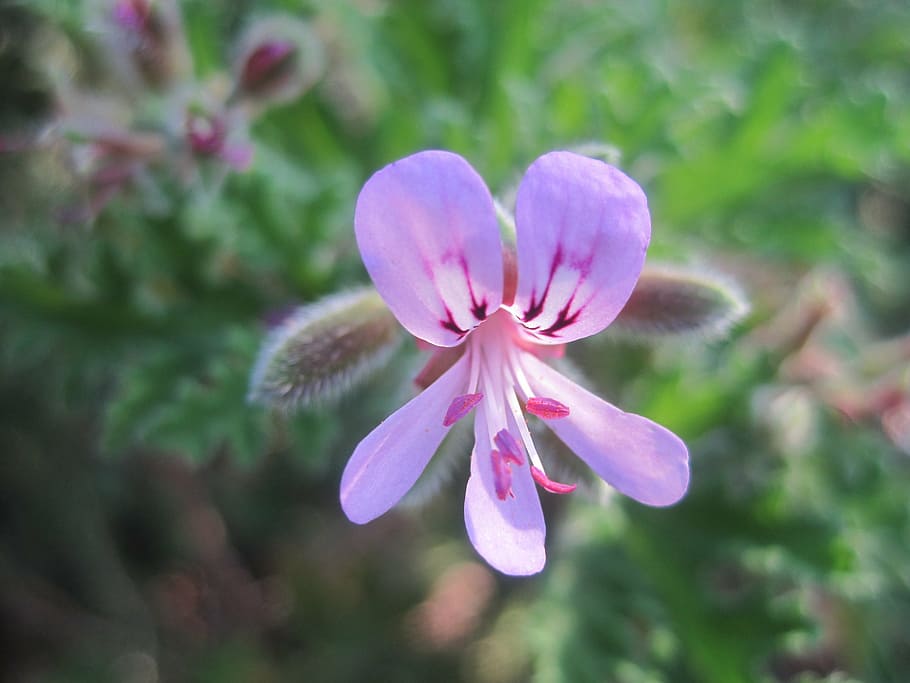 granium, lilac, floral, plant, natural, blossom, bloom, petal HD wallpaper