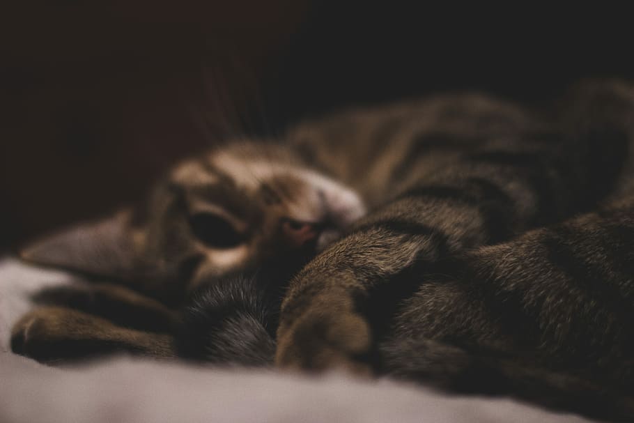 brown cat, tabby cat lying on white textile, pet, sleep, resting HD wallpaper