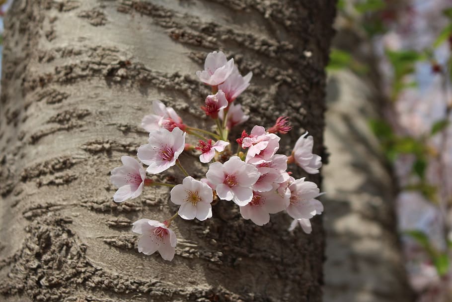 cherry blossom, macro, port arthur, flower, flowering plant HD wallpaper