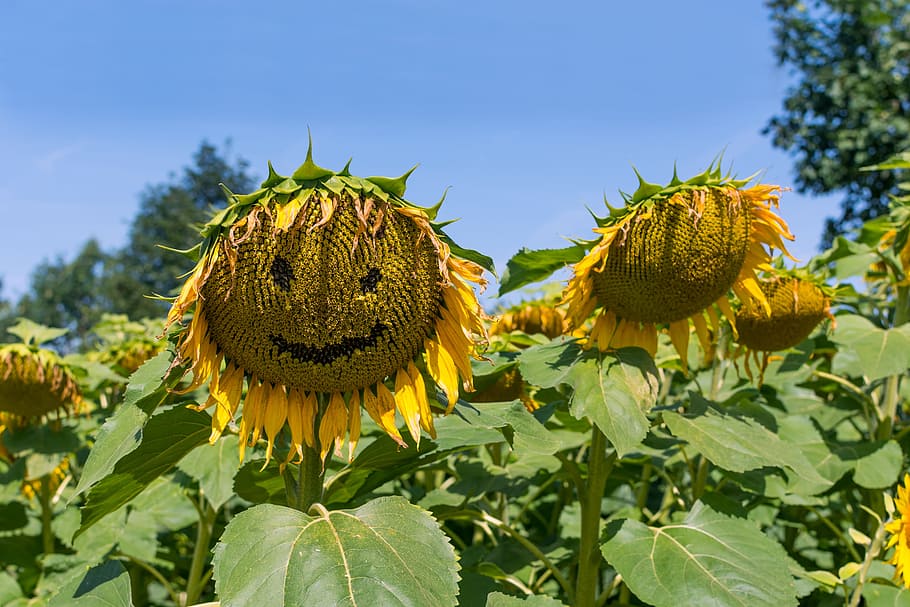 Sunflower, Field, Crop, Yellow, summer, sheet, sunflower field HD wallpaper