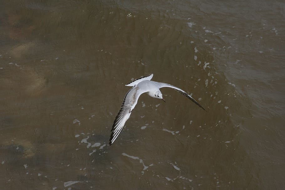 seagull, bird, flight, southwold, vertebrate, animals in the wild HD wallpaper