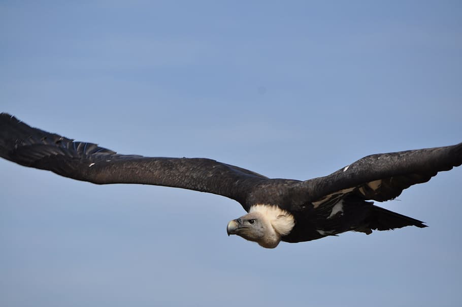 Eagle, Nature, Bird, Wild, Zoo, Animal, wild birds, feathers HD wallpaper
