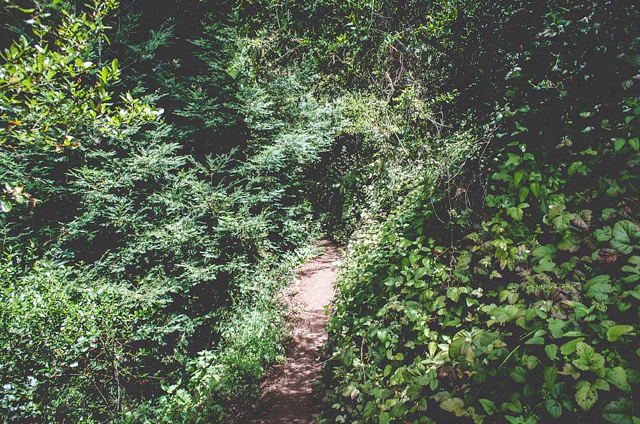 green, trees, leaves, shrubs, bushes, trail, path, hiking, trekking HD wallpaper